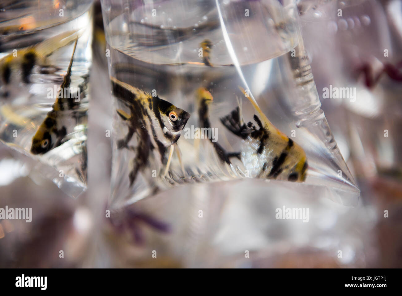 Pet shop in hong kong hires stock photography and images Alamy