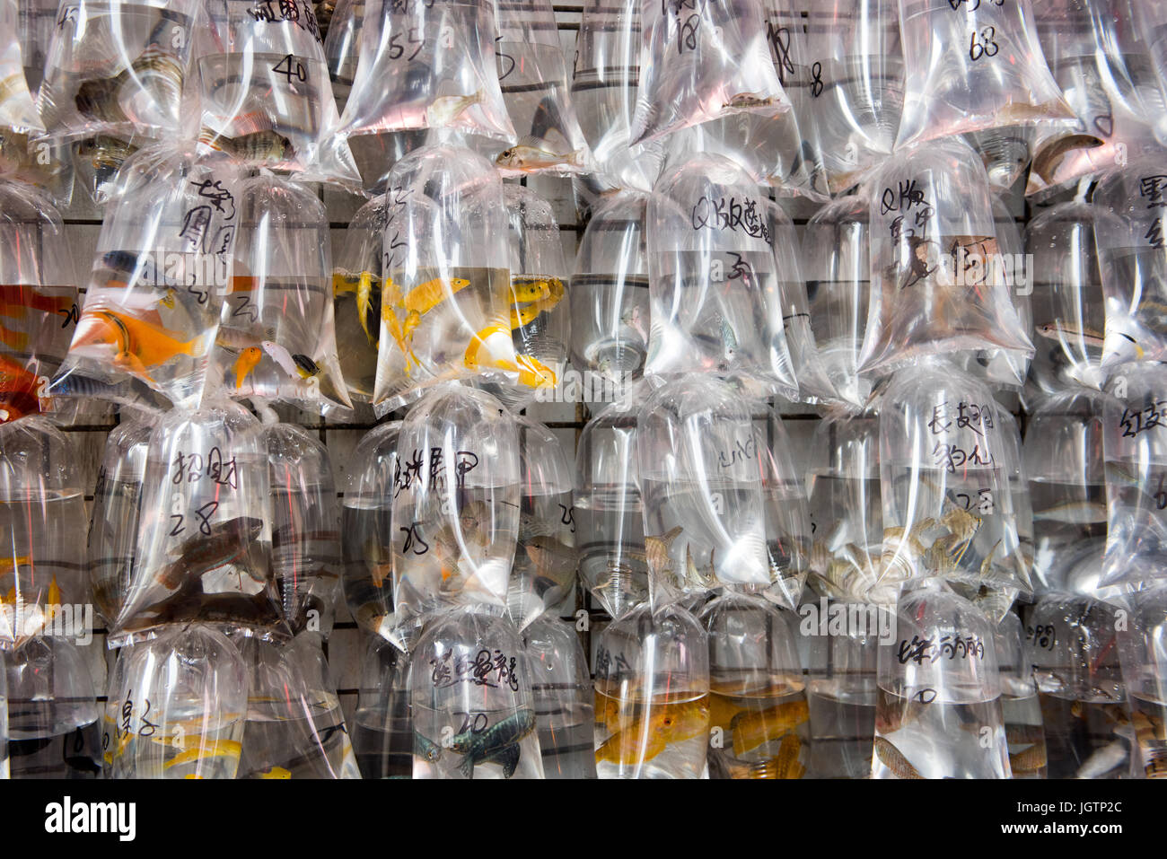 Pet fish market in Hong Kong Mong Kok Stock Photo Alamy