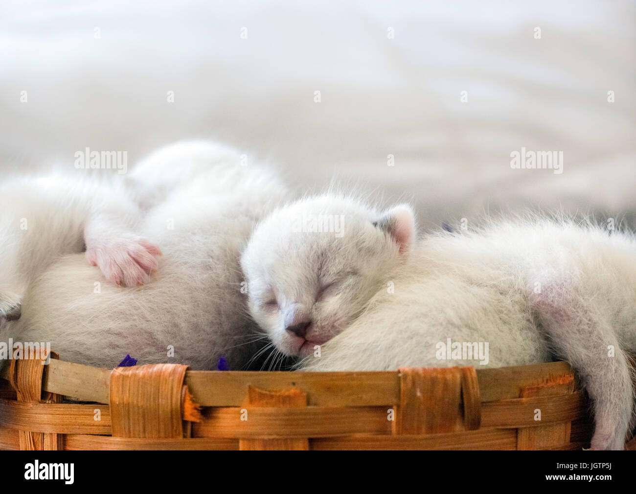 Two Beautiful pure white colored newborn cats sleeping on a wooden vine basket, with purple hay straws Stock Photo