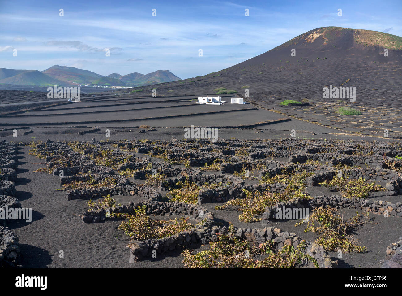 Volcanic wine growing, lava stone murals and hollows protecting vines, vineyard at La Geria, Lanzarote island, Canary islands, Spain, Europe Stock Photo