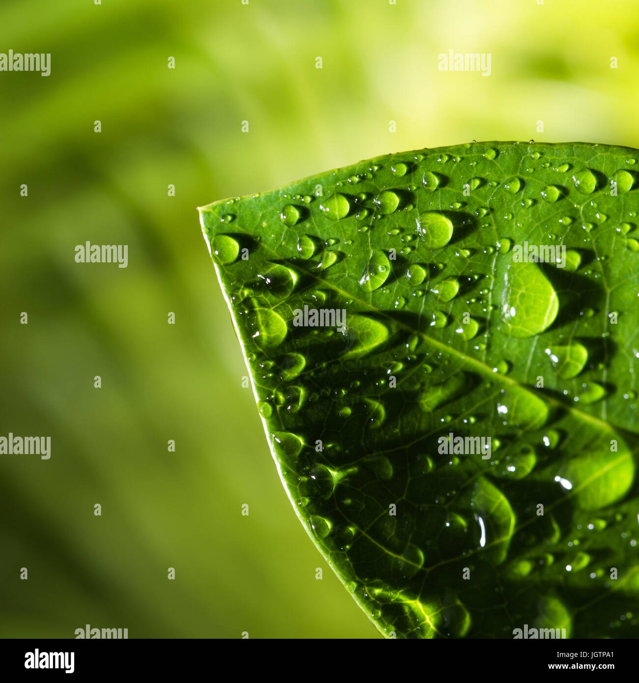 Leaf with water drop Stock Photo Alamy