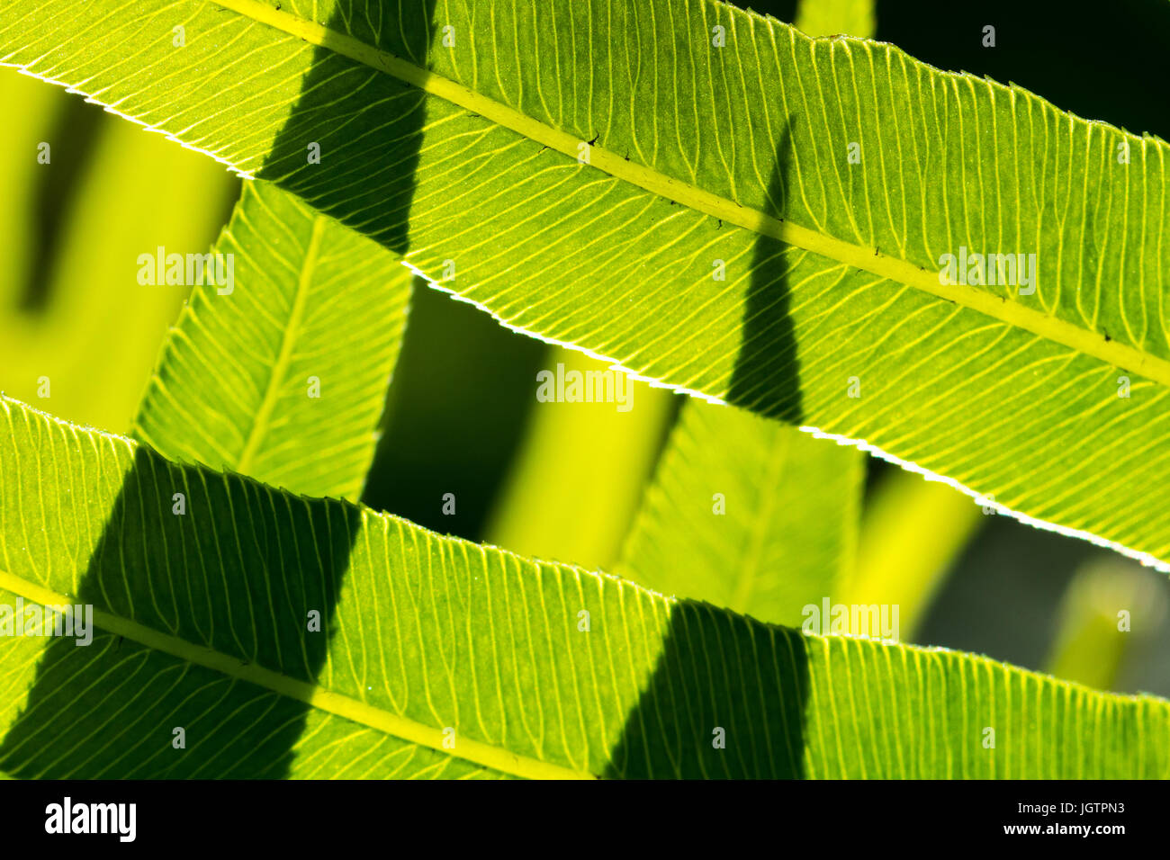 Focus photography of green leaf hi-res stock photography and images - Alamy