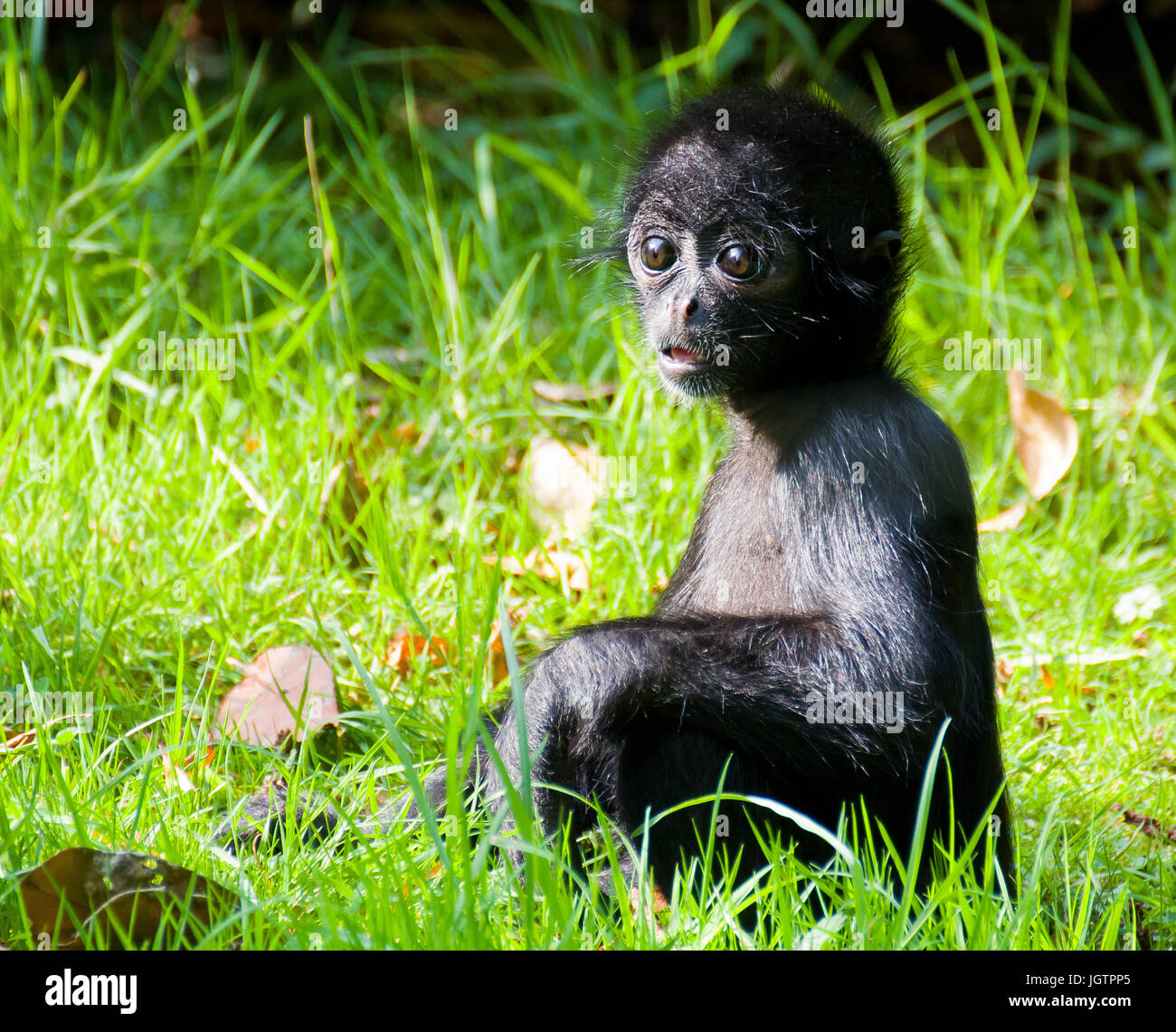 A young black-headed spider monkey Stock Photo