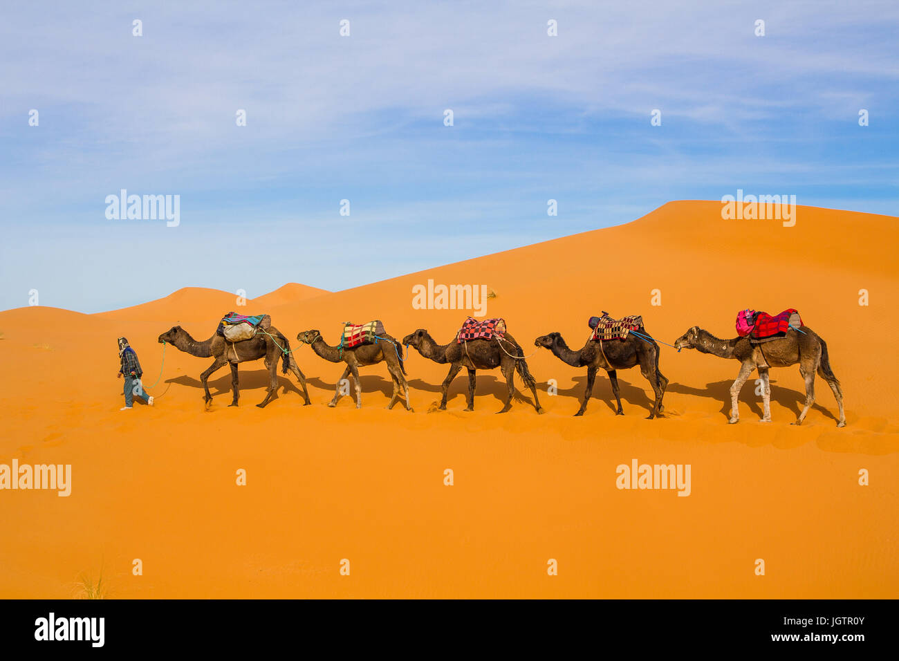 Man leading a camel train through the sand dunes of Erg Chebbi on the ...
