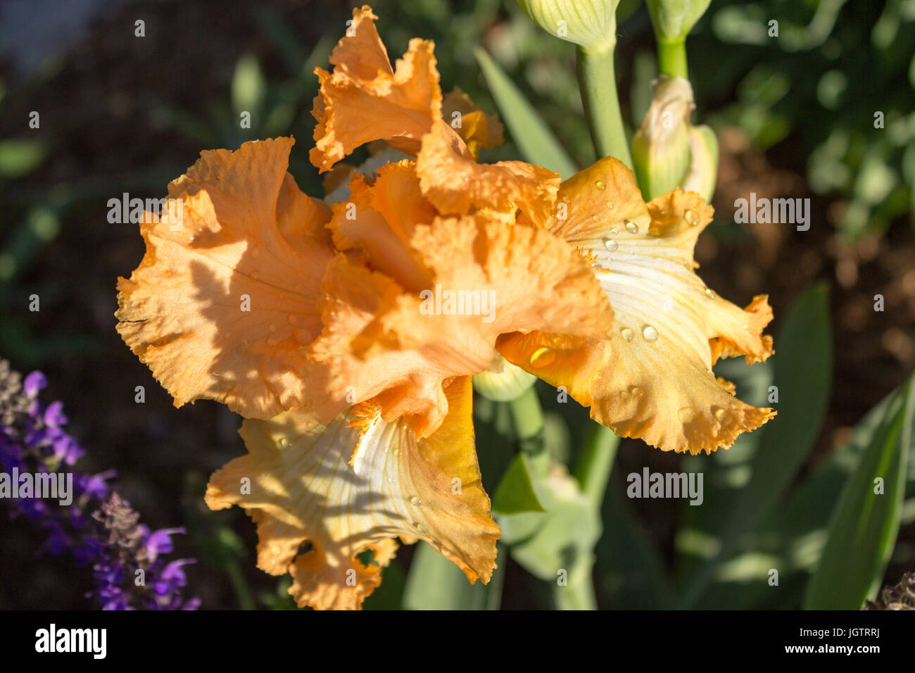 Peach Iris with deep orange throat, close up. Stock Photo