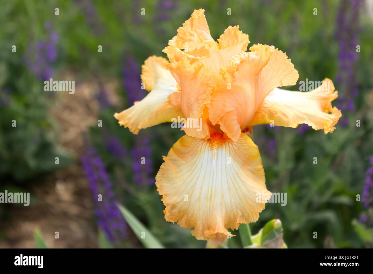 Peach Iris with deep orange throat, close up. Stock Photo