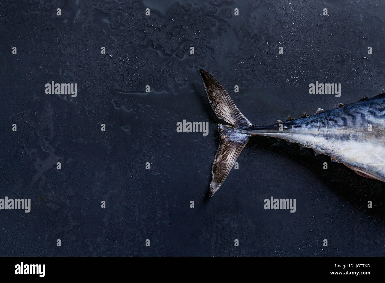 Tail of raw fresh whole tuna fish over dark wet metal background. Top