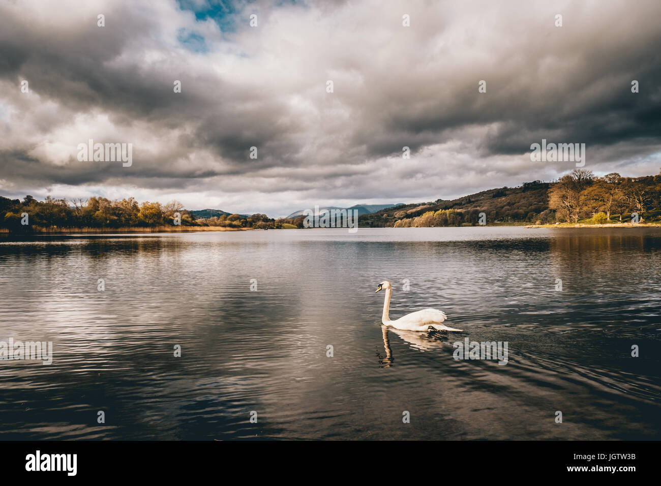 Swan Swimming In Lake Against Cloudy Sky Stock Photo