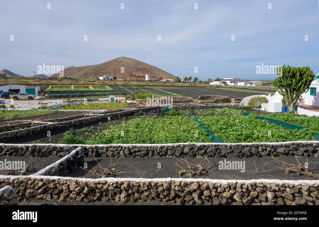 Agriculture, wit lava murals protected field at Tiagua, Lanzarote island, Canary islands, Spain, Europe Stock Photo