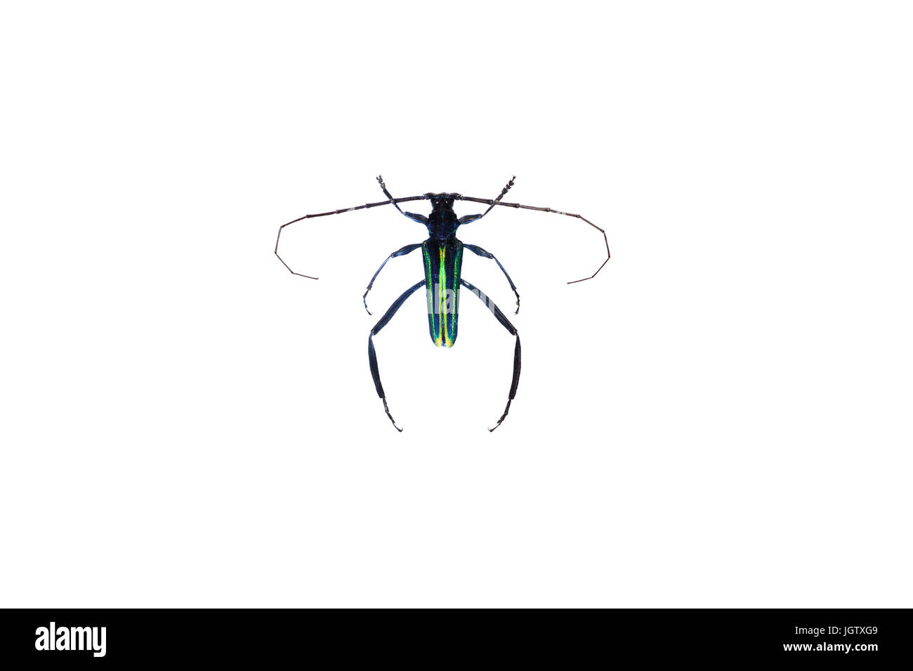 Callichroma auricomum - a iridescent longhorn beetle from Kaw mountain area in French Guiana. Stock Photo