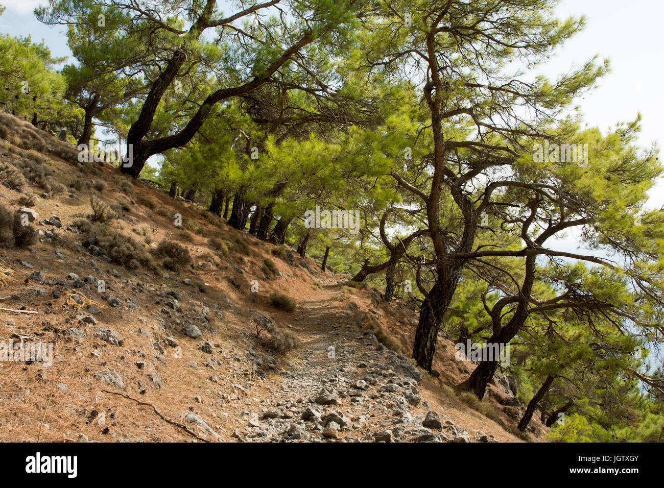 The Turkish Pine is growing around the Mediterranean Coast as here above the southwest coast of Crete. Stock Photo