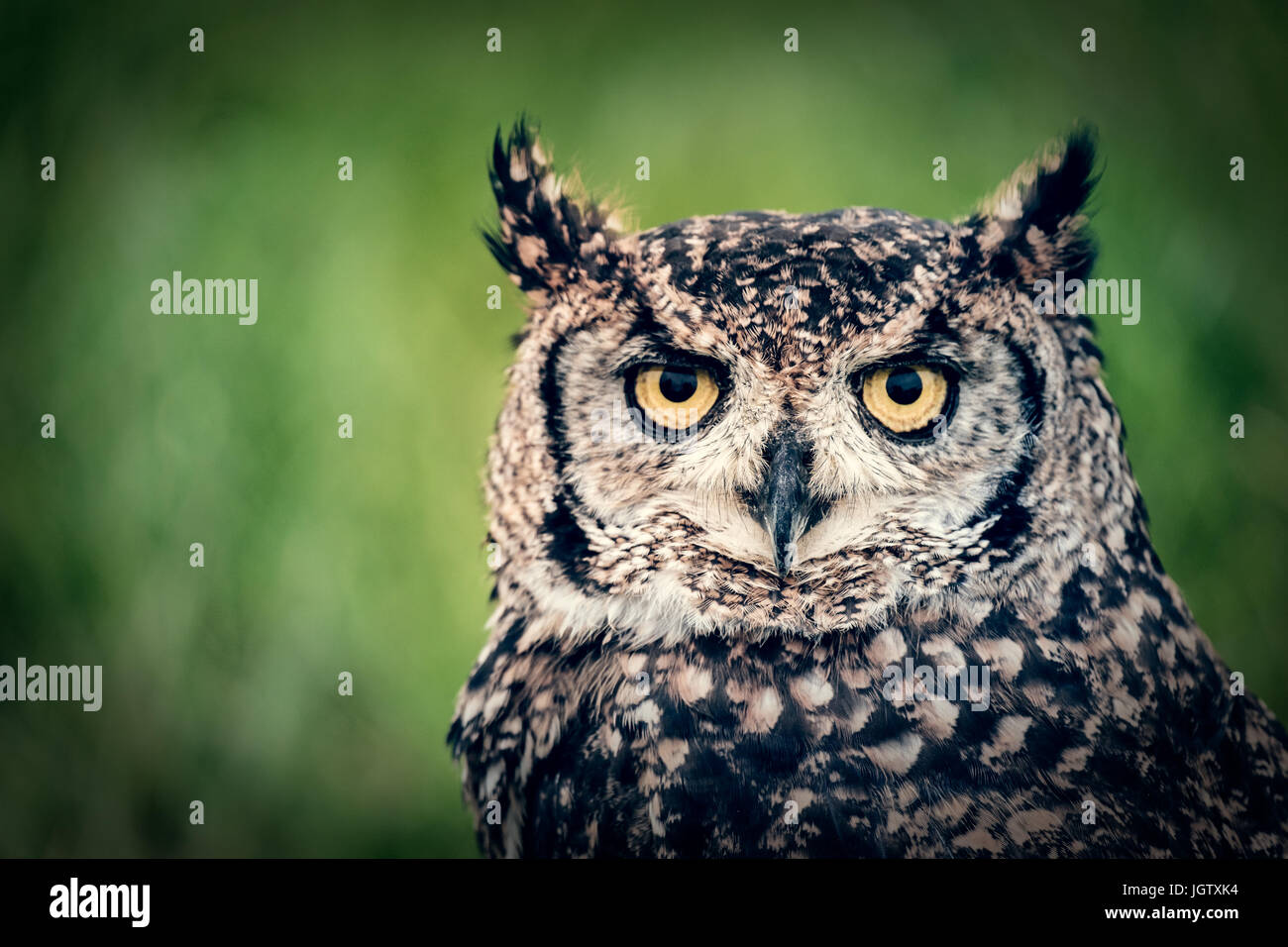 Owl Headshot Stock Photo