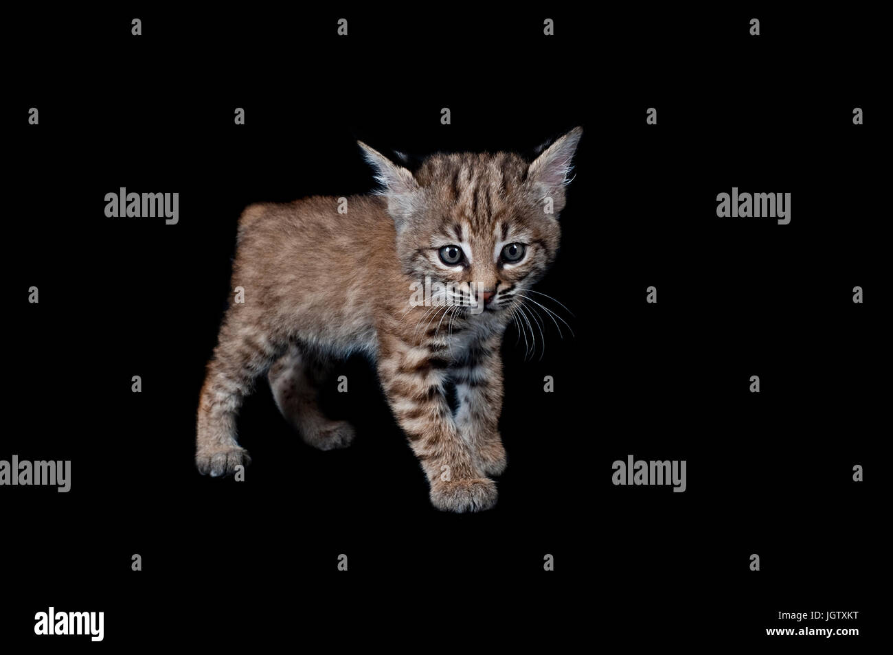 Baby Bobcat Kitten isolated on black looking at the camera. Stock Photo