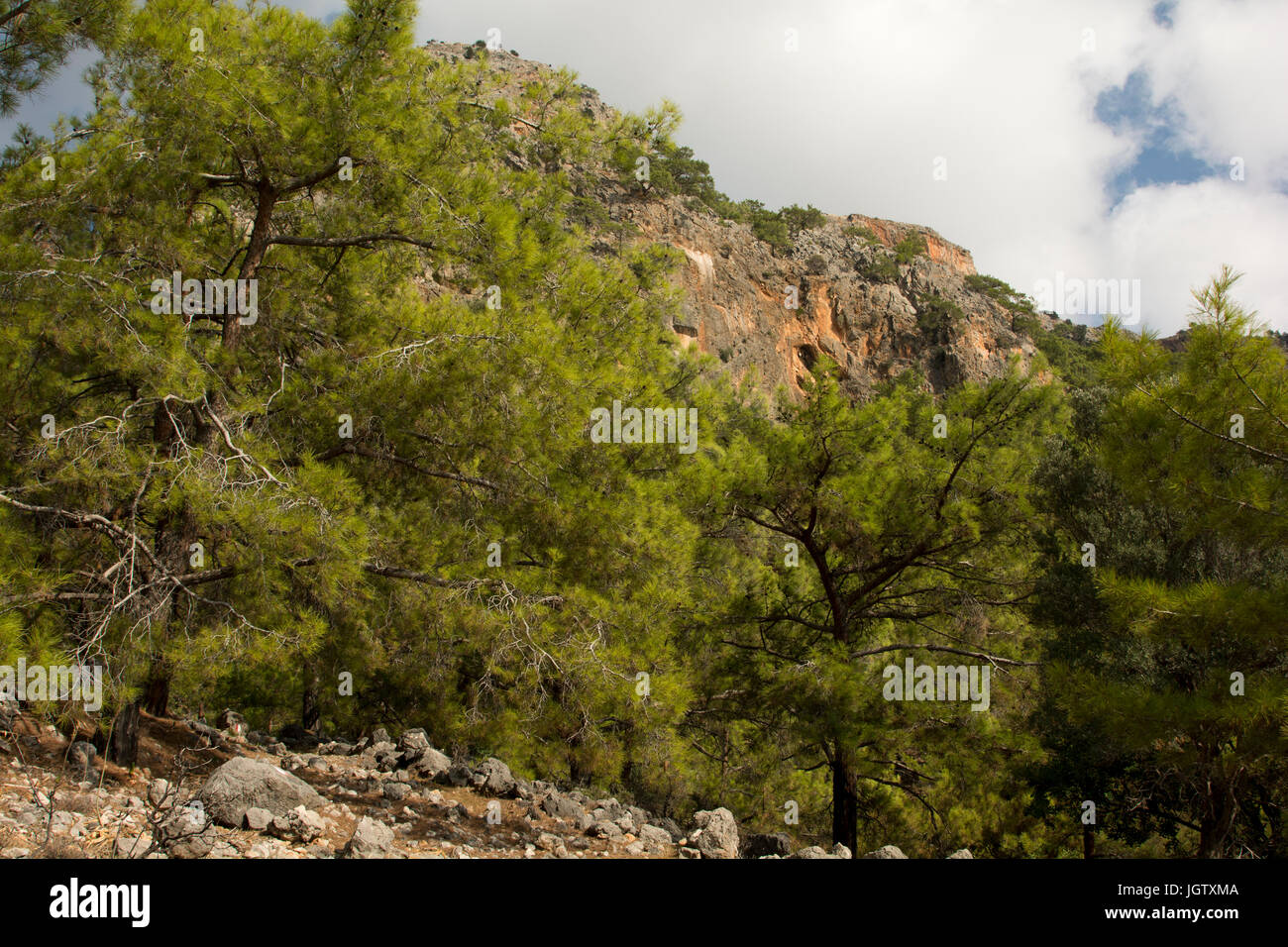 The Turkish Pine is growing around the Mediterranean Coast as here above the southwest coast of Crete. Stock Photo