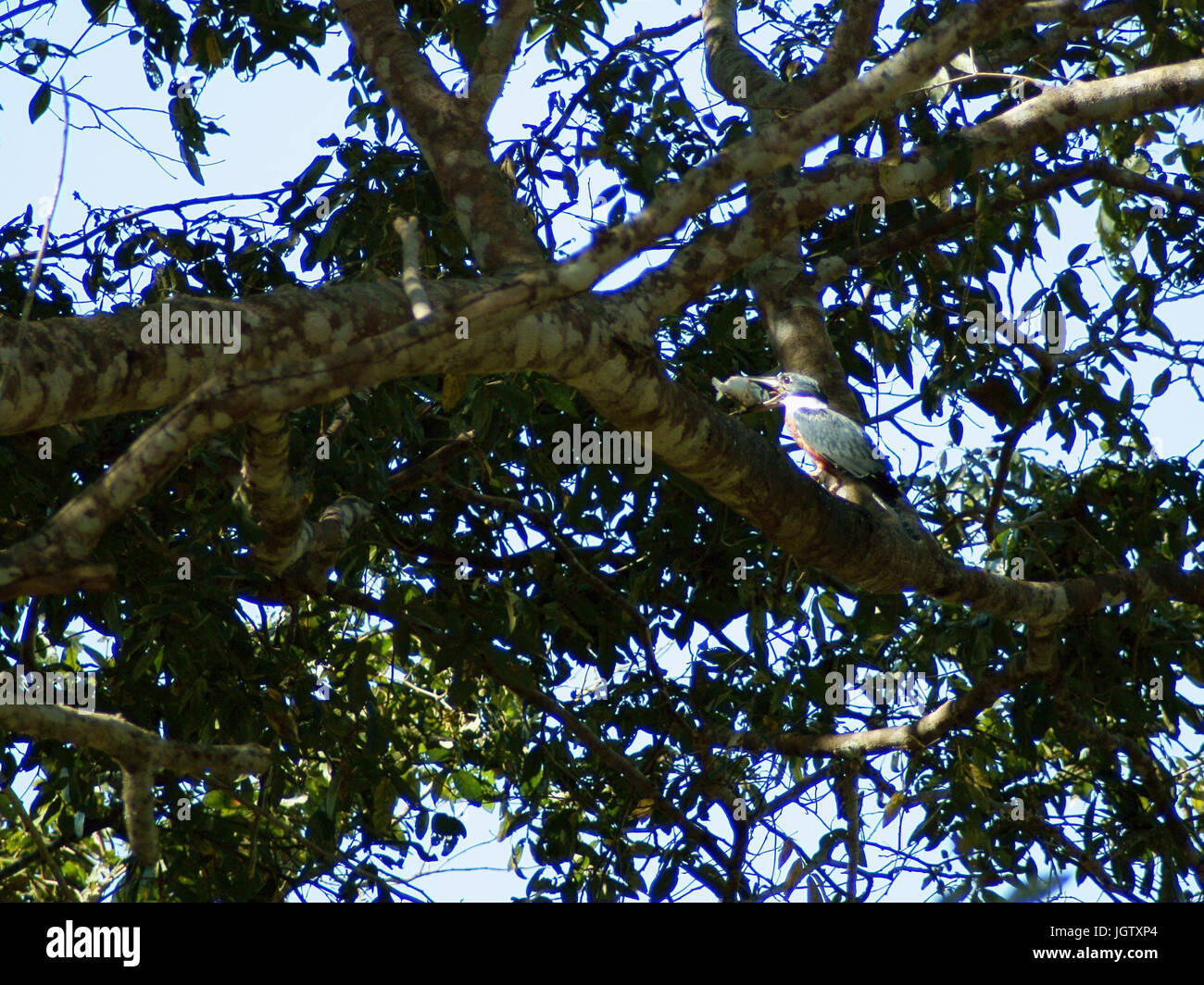 Martin-pescador-matraca, Ringed-Kingfisher, Pantanal, Mato Grosso do Sul, Brazil Stock Photo