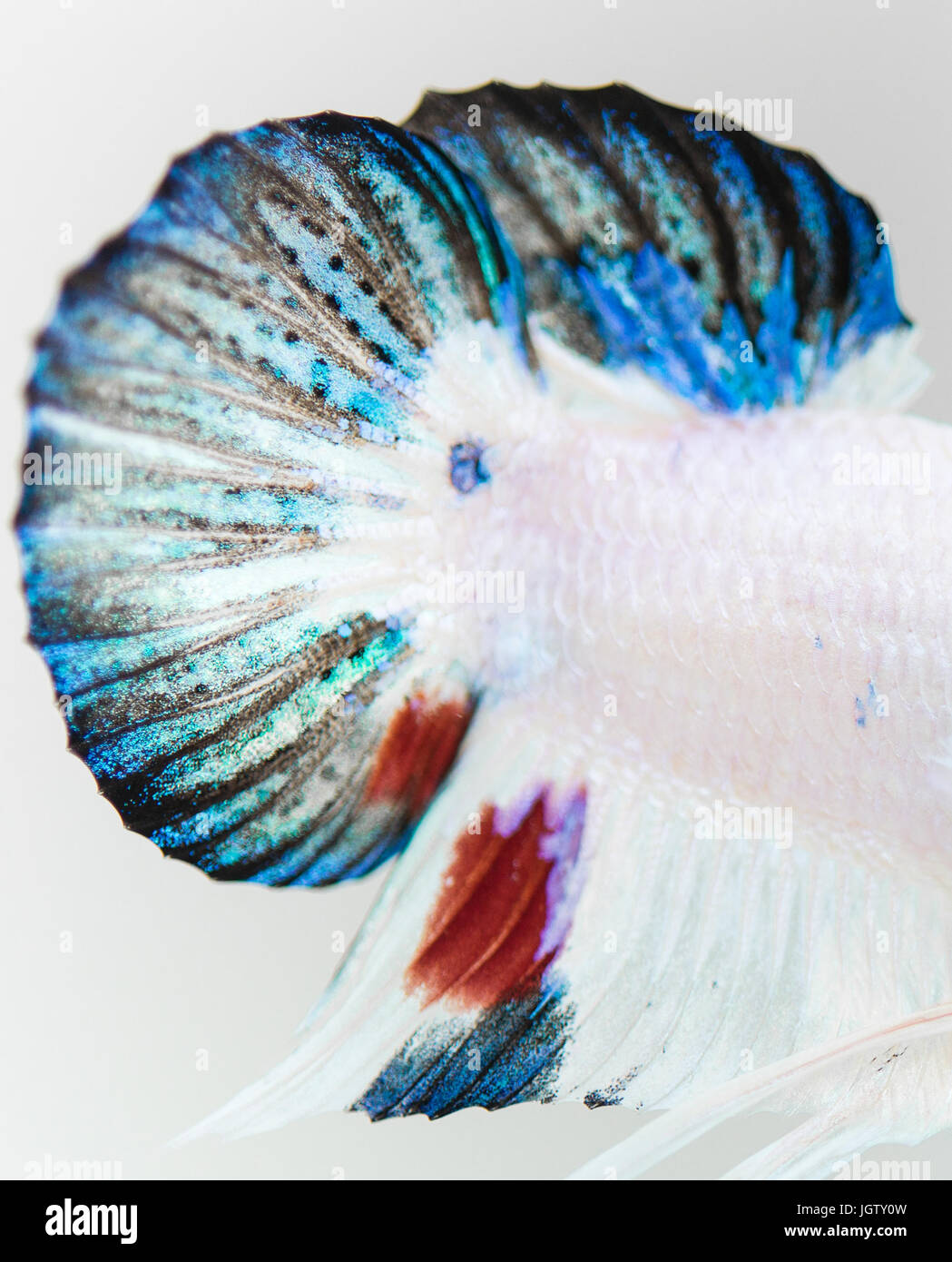 Betta splendens fish tail fins close-up Stock Photo