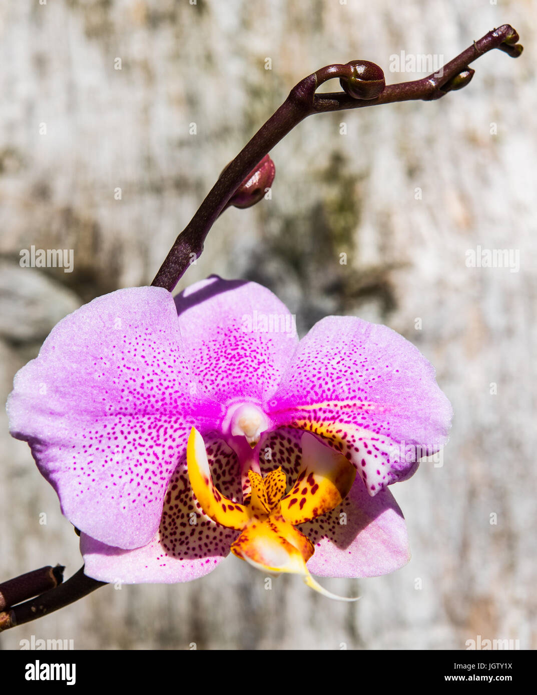 Pink moth orchid and buds Stock Photo