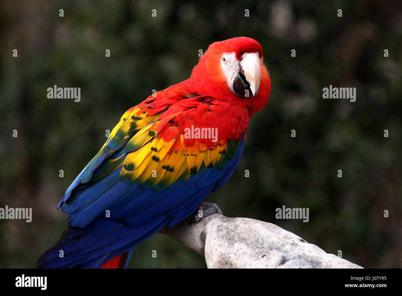 South American Scarlet macaw (Ara macao) Stock Photo