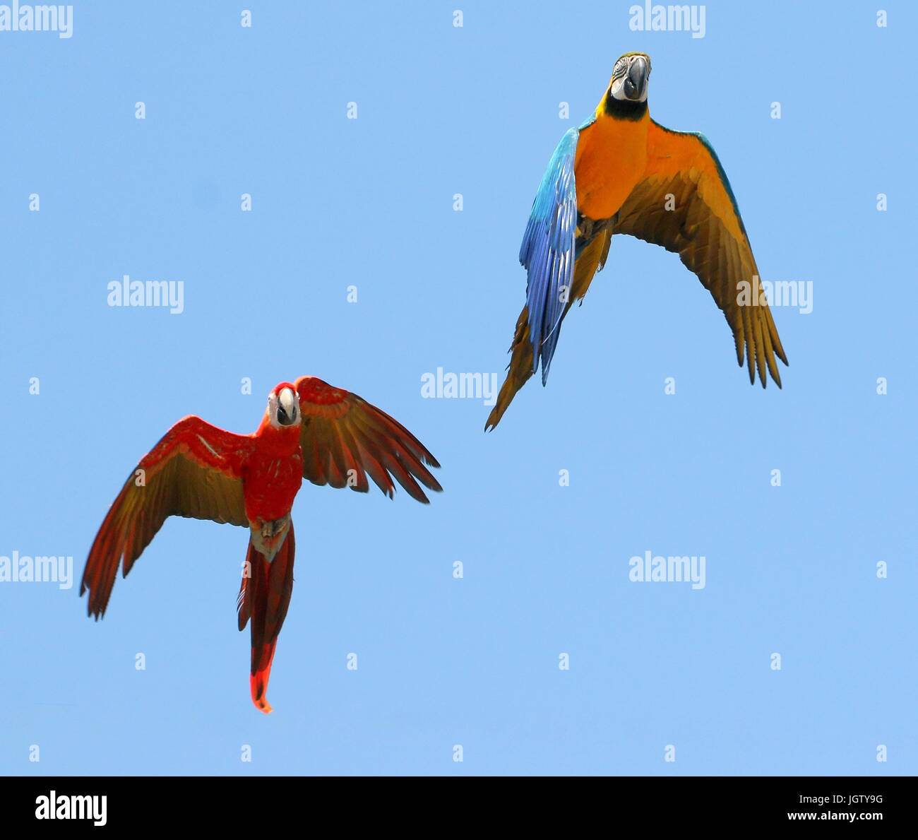 Blue and gold macaw (Ara ararauna) in flight overhead, together with a scarlet macaw (Ara macao). Stock Photo