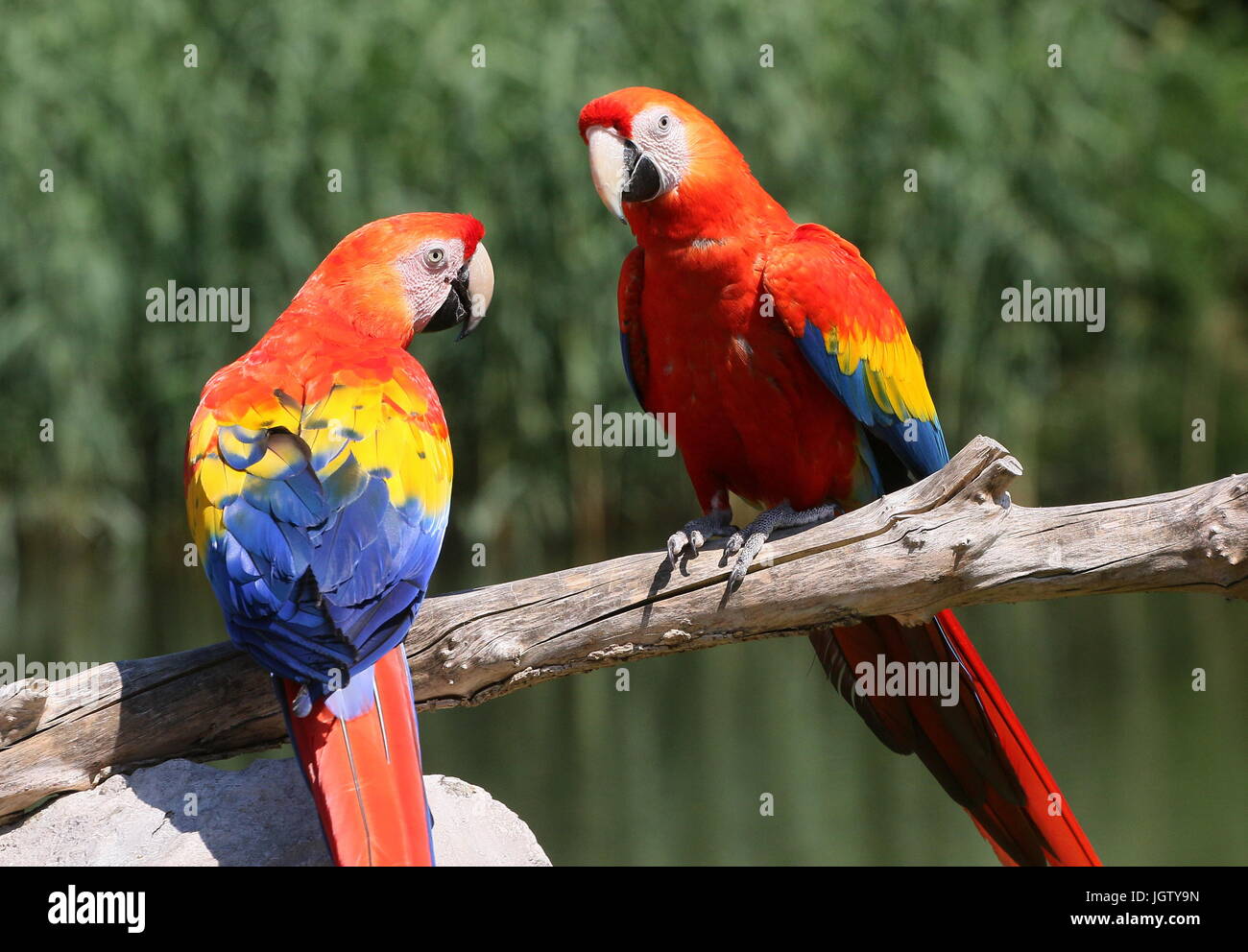 Uyda porno prostata massaji video Keksa ayolning katta mushuki