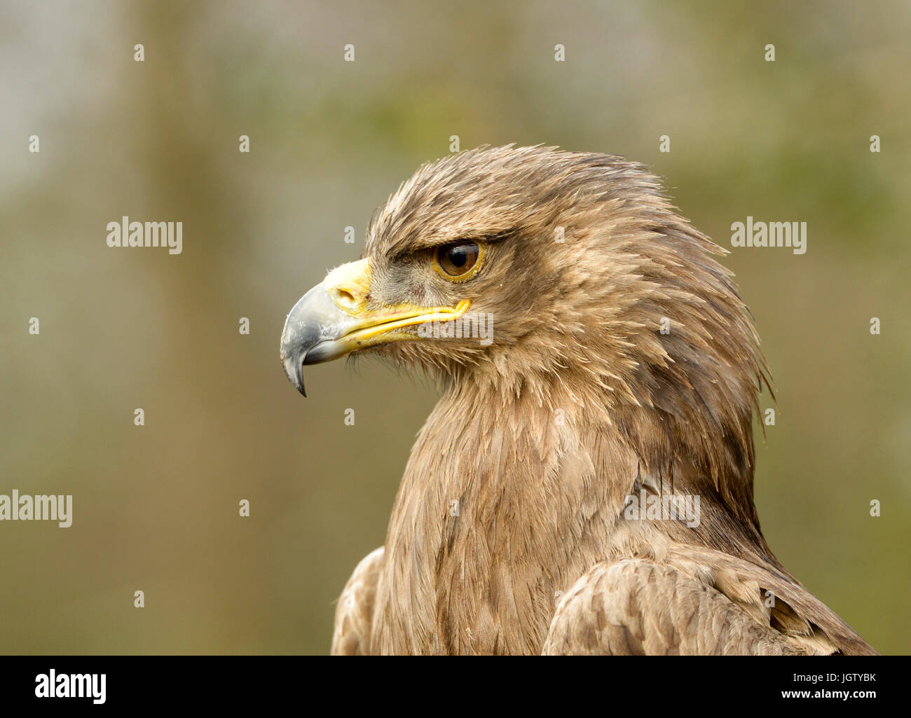 Golden eagle wings spread hires stock photography and images Alamy