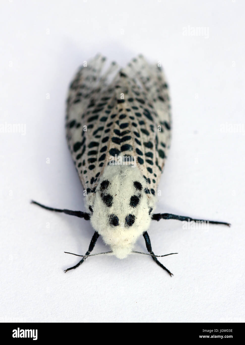 leopard moth Stock Photo