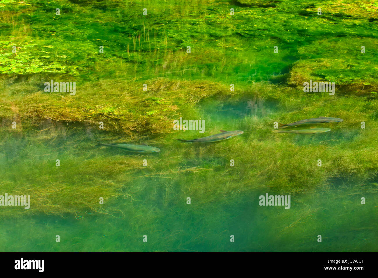 group of big fish swimming in mountain river full of  green seaweed Stock Photo