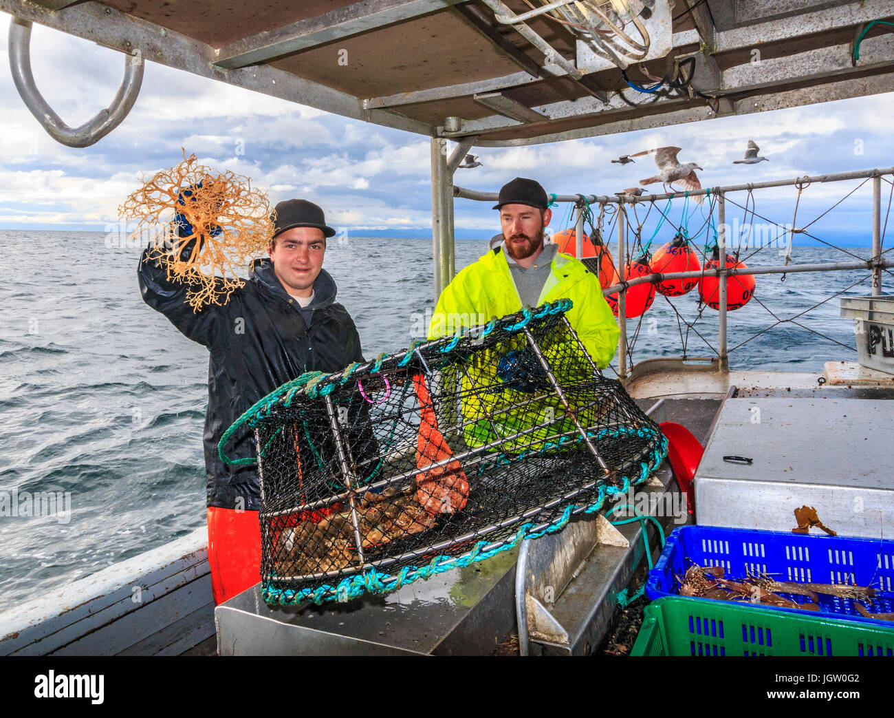 Commercial fishing boat Nordic Rand off Vancouver Island, BC, Canada,  fishing for prawns (like shrimp but larger). Not everything in the trap is  a pra Stock Photo - Alamy