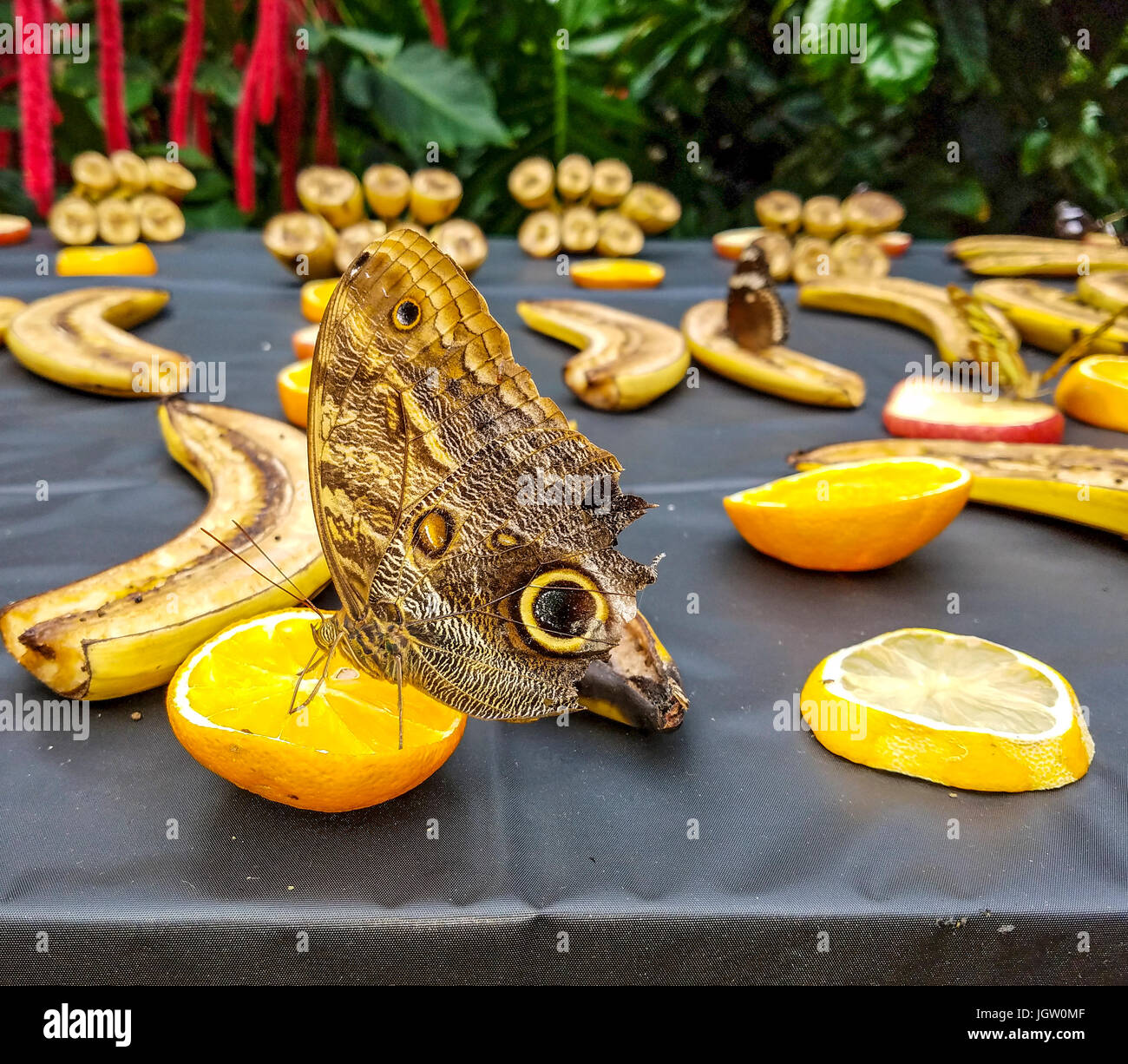 Owl butterflies munching on orange slice at Victoria Buttefly Gardens, Victoria, BC, Canada. Stock Photo