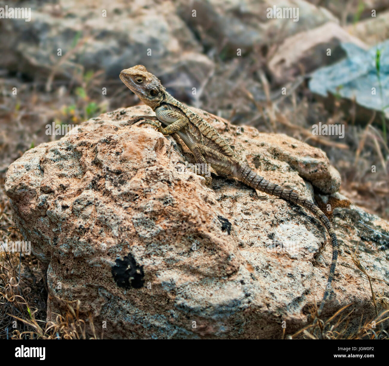 agama stellio lizard lying on rock in Akamas National park, Cyprus Stock Photo