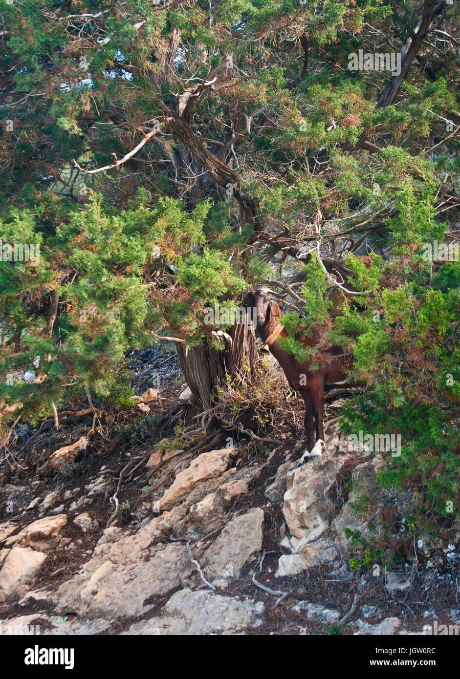 brown goat  standing under juniper tree on akamas peninsula, cyprus Stock Photo