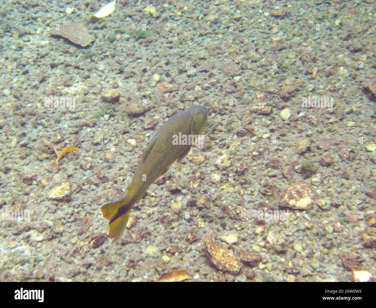 Fish, Dourado, Salminus brasiliensis, Bonito, Mato Grosso do Sul, Brazil Stock Photo