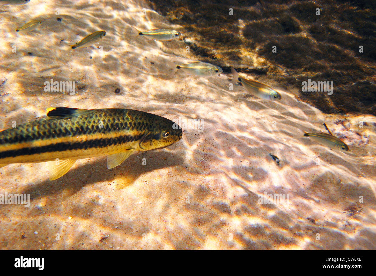 Fish, Joaninha, Crenicichla vittata, Bonito, Mato Grosso do Sul, Brazil Stock Photo