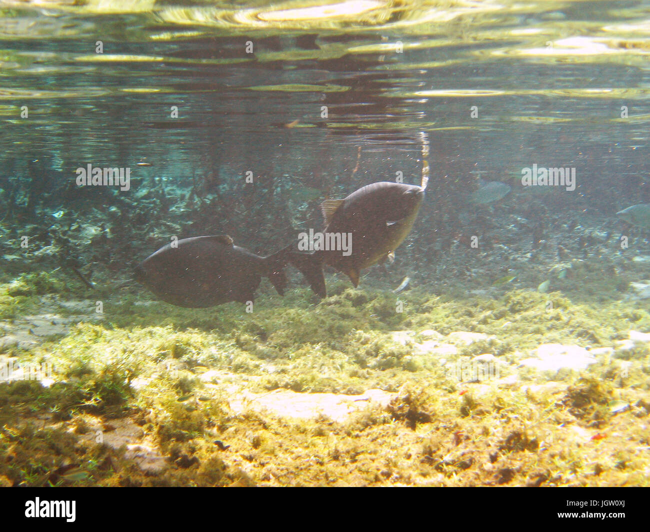 Pacu fish piaractus mesopotamicus hi-res stock photography and images ...