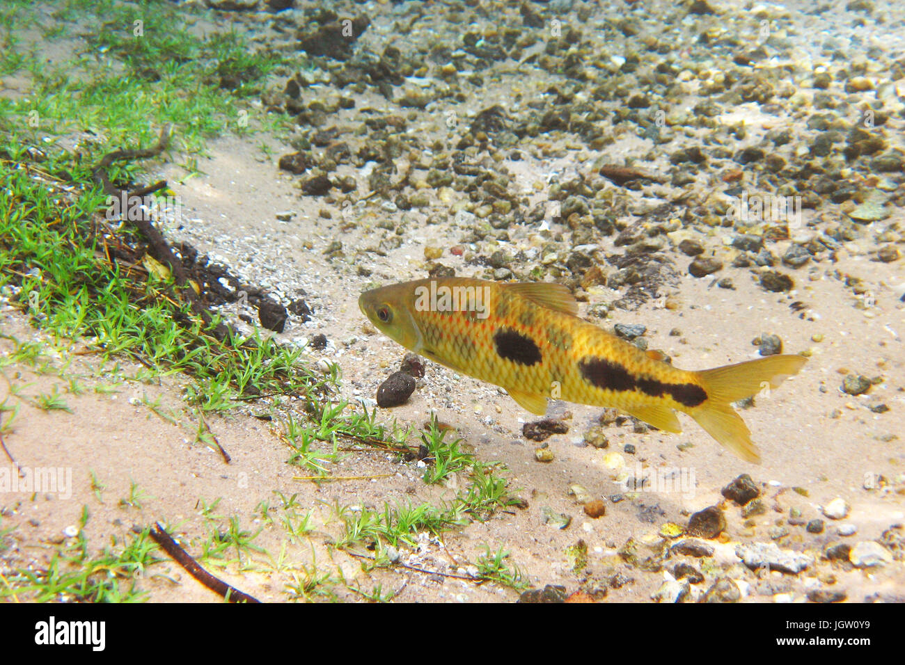 Fish, Piau, Leporinus friderichi, Bonito, Mato Grosso do Sul, Brazil Stock Photo
