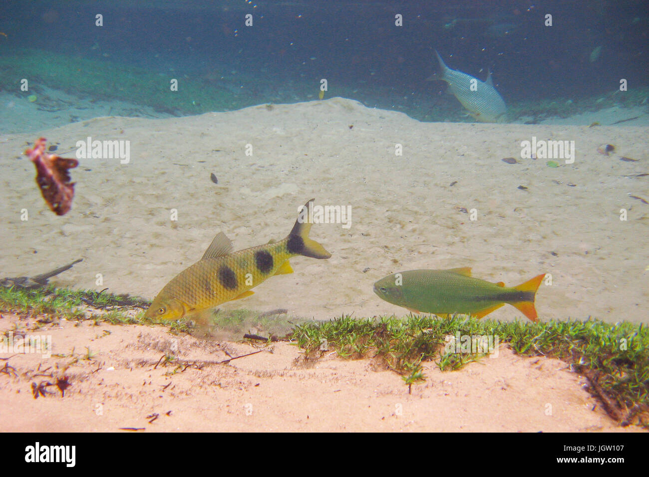 Fish, Piraputanga, Brycon hilarii, Piava, Leporinus elongatus, Bonito, Mato Grosso do Sul, Brazil Stock Photo