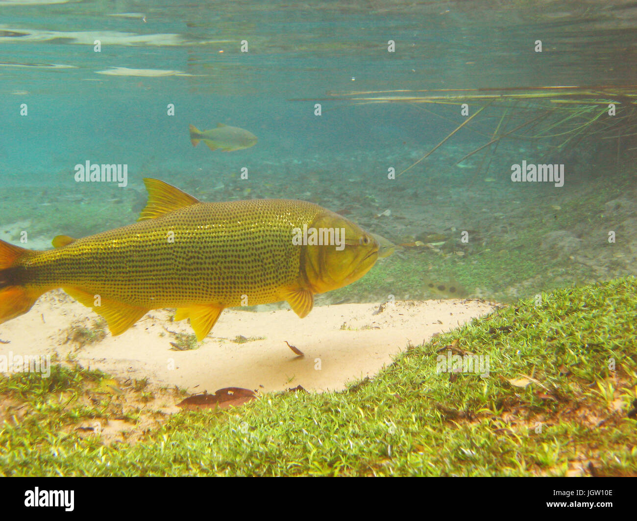 Fish, Dourado, Salminus brasiliensis, Bonito, Mato Grosso do Sul, Brazil Stock Photo