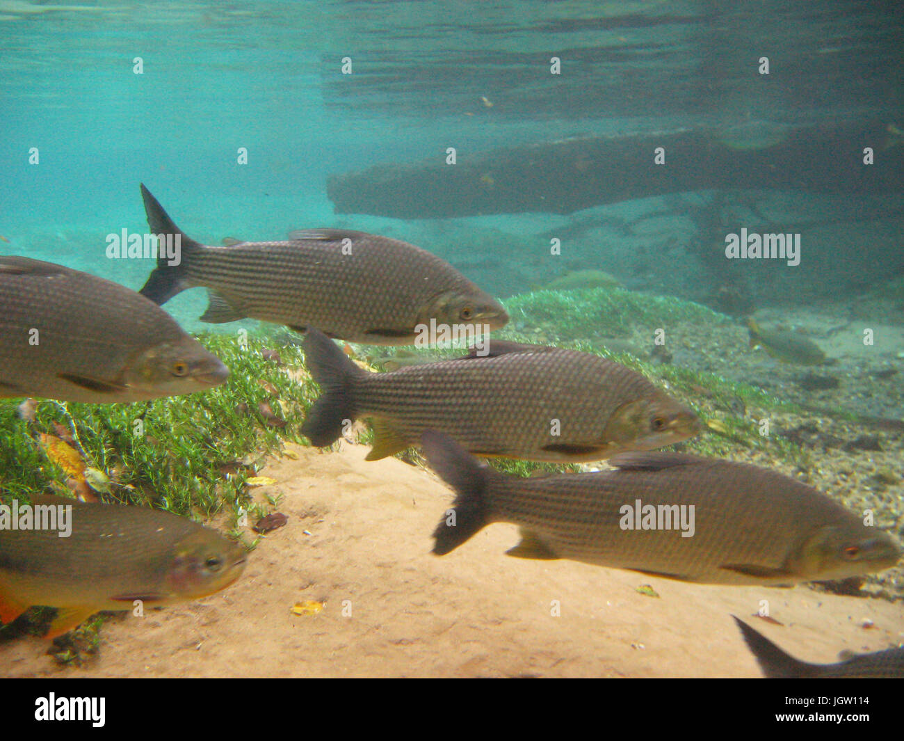 Pisces, Curimbatá, Prochilodus lineatus, Bonito, Mato Grosso do Sul, Brazil Stock Photo