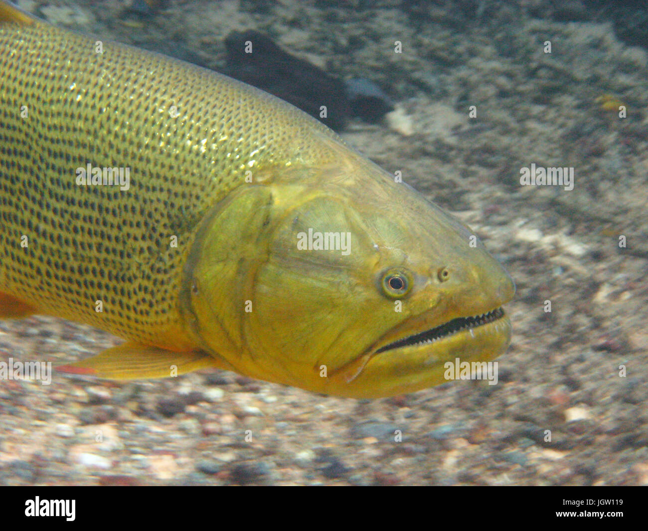 Fish, Dourado, Salminus brasiliensis, Bonito, Mato Grosso do Sul, Brazil Stock Photo