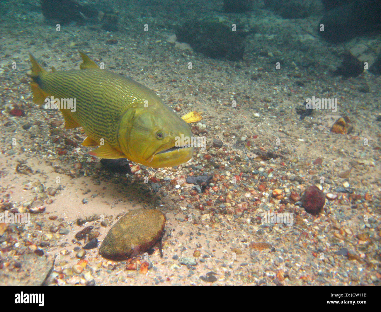 Fish, Dourado, Salminus brasiliensis, Bonito, Mato Grosso do Sul, Brazil Stock Photo