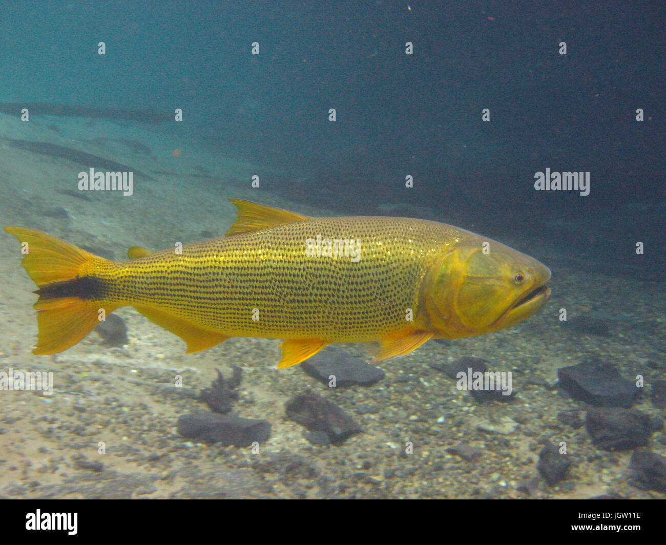 Fish, Dourado, Salminus brasiliensis, Bonito, Mato Grosso do Sul, Brazil Stock Photo