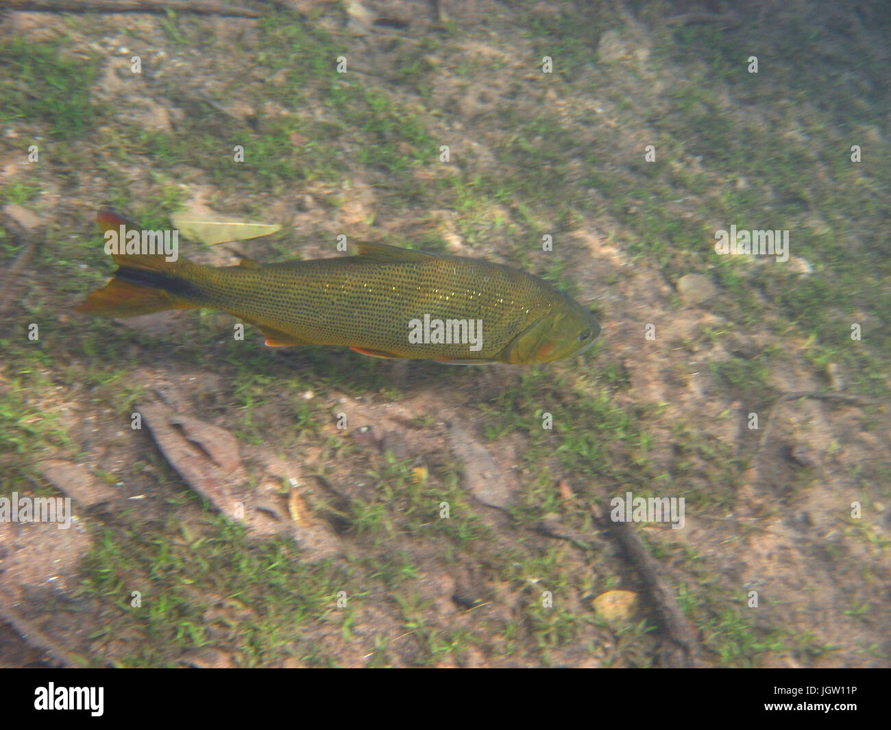 Fish, Dourado, Salminus brasiliensis, Bonito, Mato Grosso do Sul, Brazil Stock Photo