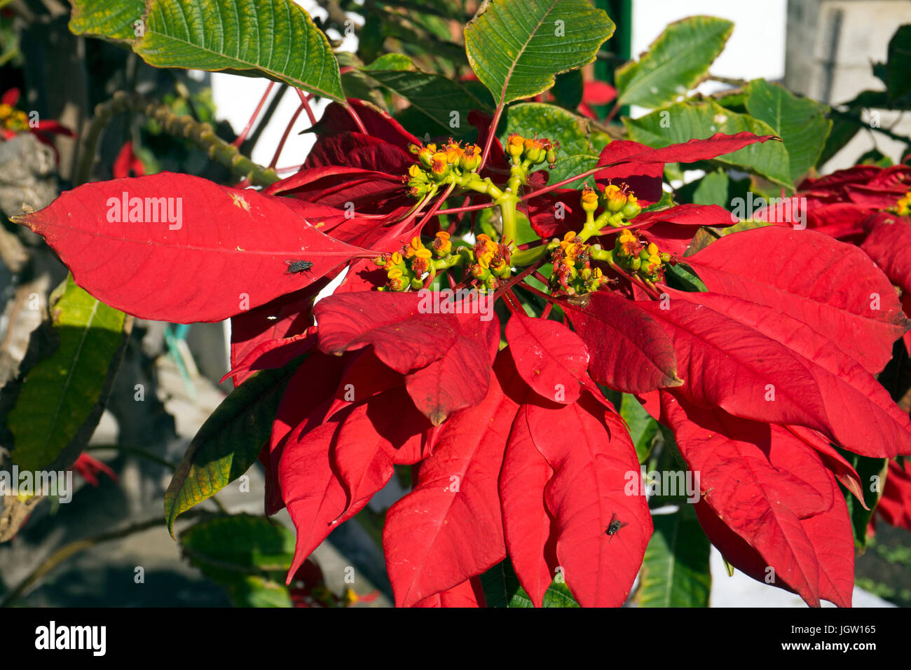Weihnachtsstern, Roter Weihnachtsstern (Euphorbia pulcherrima),  Christmas flower, Christmas star, Uga, Lanzarote, Canary islands, Spain Stock Photo