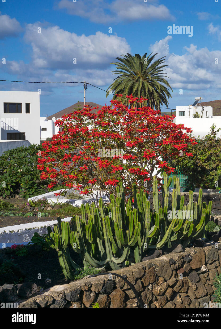 Grosser Weihnachtsstern-Busch, Roter Weihnachtsstern (Euphorbia pulcherrima),  Christmas flower, Christmas star, Uga, Lanzarote, Canary islands, Spain Stock Photo