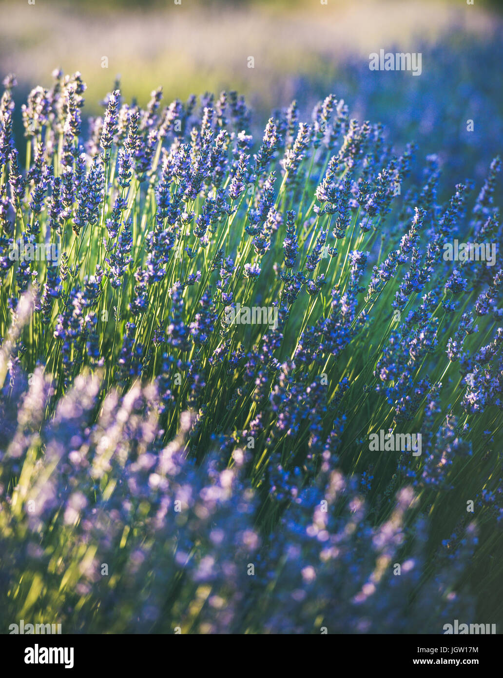 Blooming lavender flowers on lavender field Stock Photo Alamy