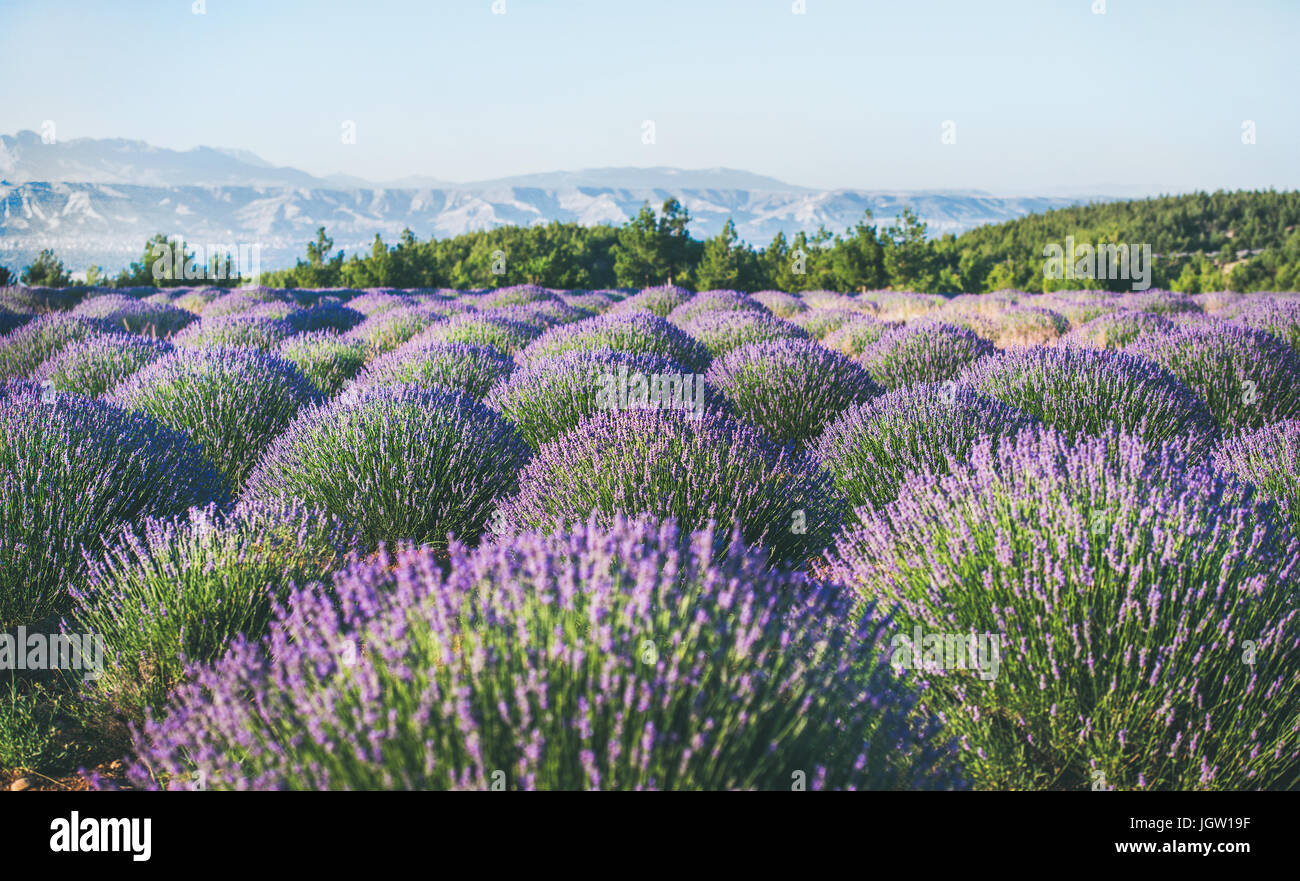 Lavender flowers blooming field near Isparta region, Turkey Stock Photo