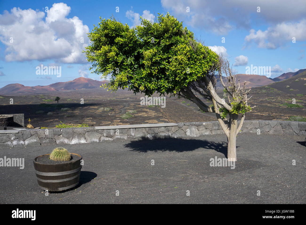 Tree formed by the wind at Bodega La Geria, behind Montanas del Fuego, Lanzarote island, Canary islands, Spain, Europe Stock Photo