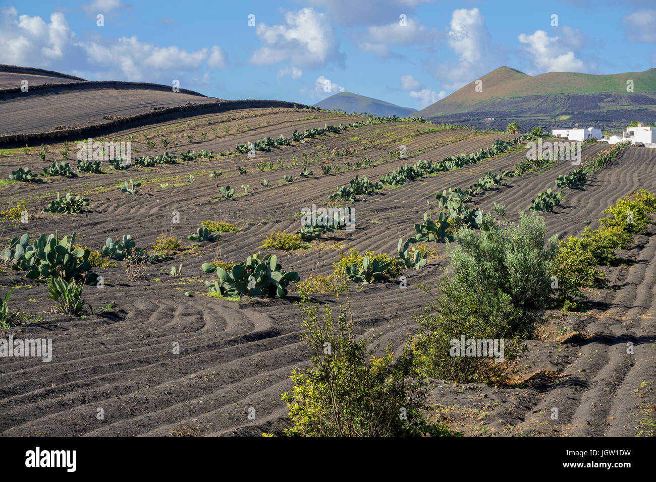 Cactus field at La Geria, Lanzarote island, Canary islands, Spain Stock Photo