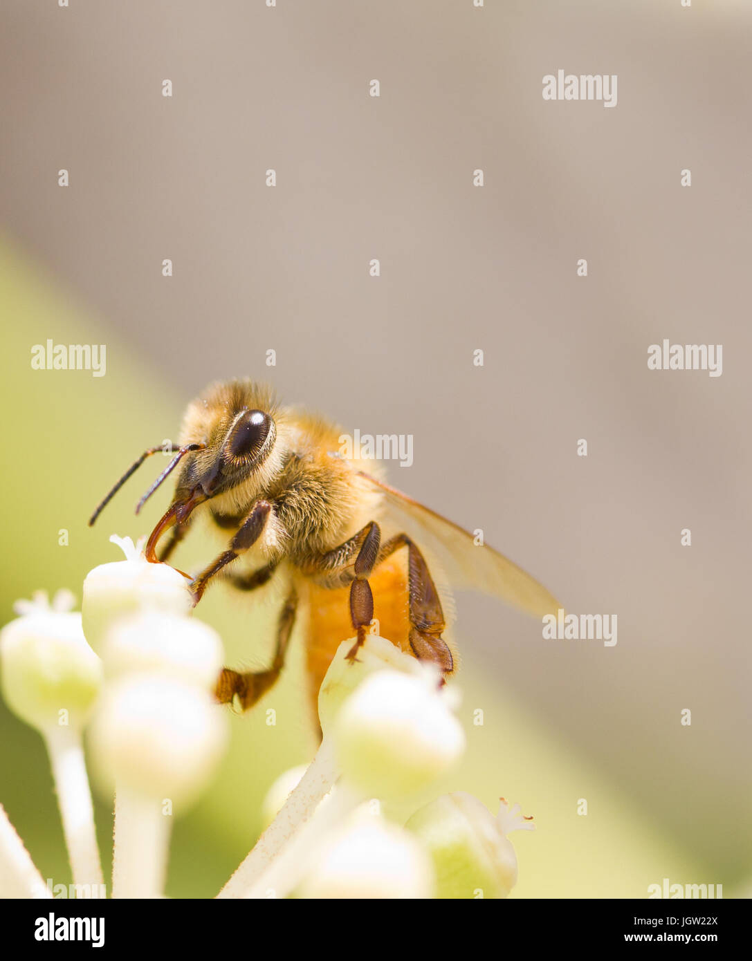 Bee collecting pollen on White flower with blurred green background photo Stock Photo