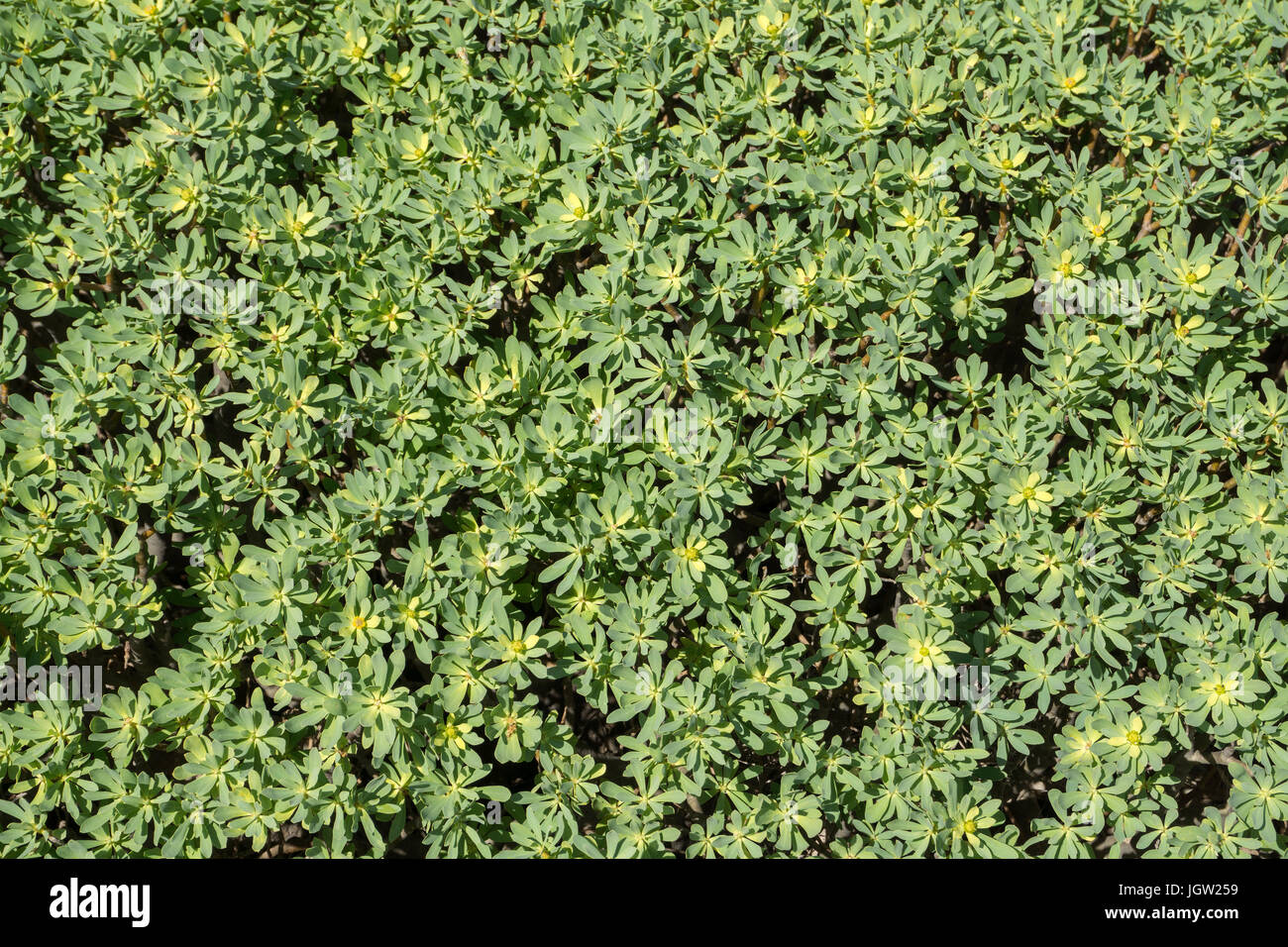 Tabaiba (Euphorbia balsamifera) coast vegetation at Jameos del Aqua, north of Lanzarote island, Canary islands, Spain, Europe Stock Photo